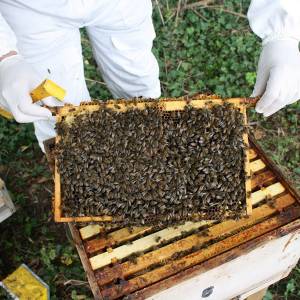 Cotswold Bees - North Cotswolds Beekeeper